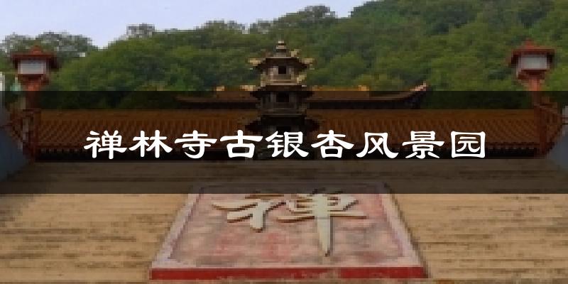 禅林寺古银杏风景园气温