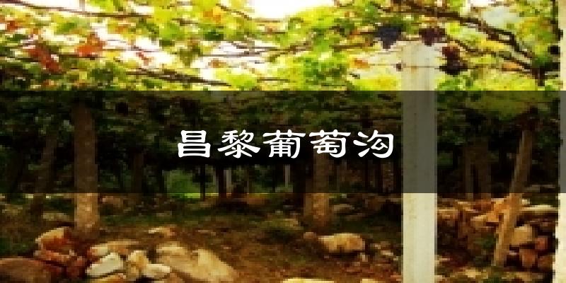 昌黎葡萄沟今日天气