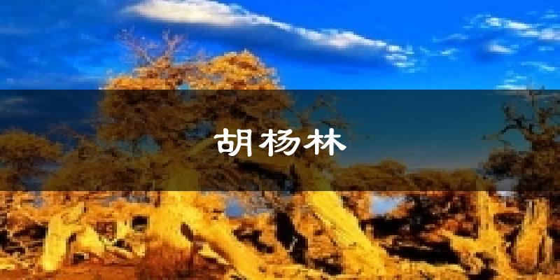 胡杨林今日天气