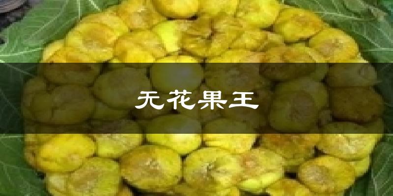 无花果王气温
